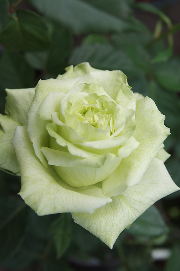 保障 スーパーグリーン 薔薇 植物