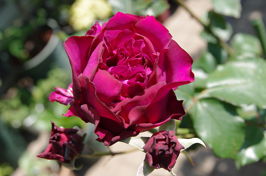 Rose Plant 'Velvety Twilight'  暮光之城 ベルベティトワイライト